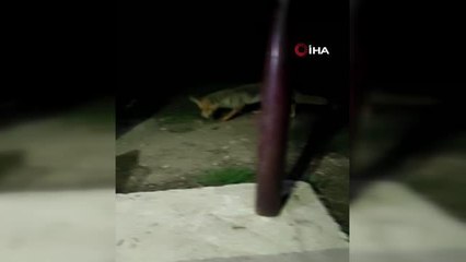 Çiftçilerin yanına geldi, karnını doyurmadan gitmedi