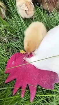 Ce poussin réveille papa de la plus douloureuse des façons