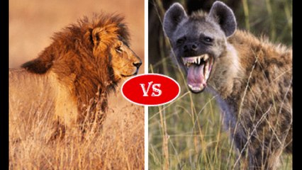 top fight in the animal kingdom