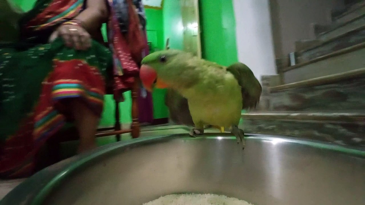 Best parrot in world