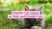 50 Popular Cat Names for Male and Female Cats