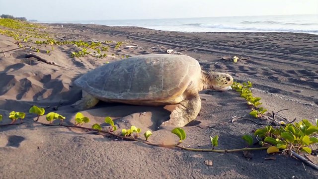 SIMICARRERA | Corramos para ayudar a Nautla