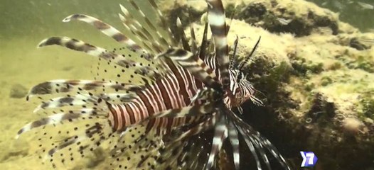 7 Días: Pez león: peligroso intruso-200519