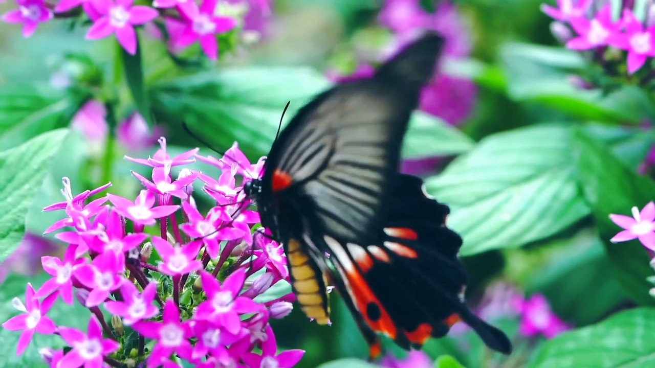 |cute butterfly||which butterfly best and cute||cute nature butterfly flying |top cute butterfly