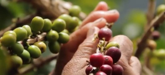 7 Días: El café: una víctima más del cambio climático-030619