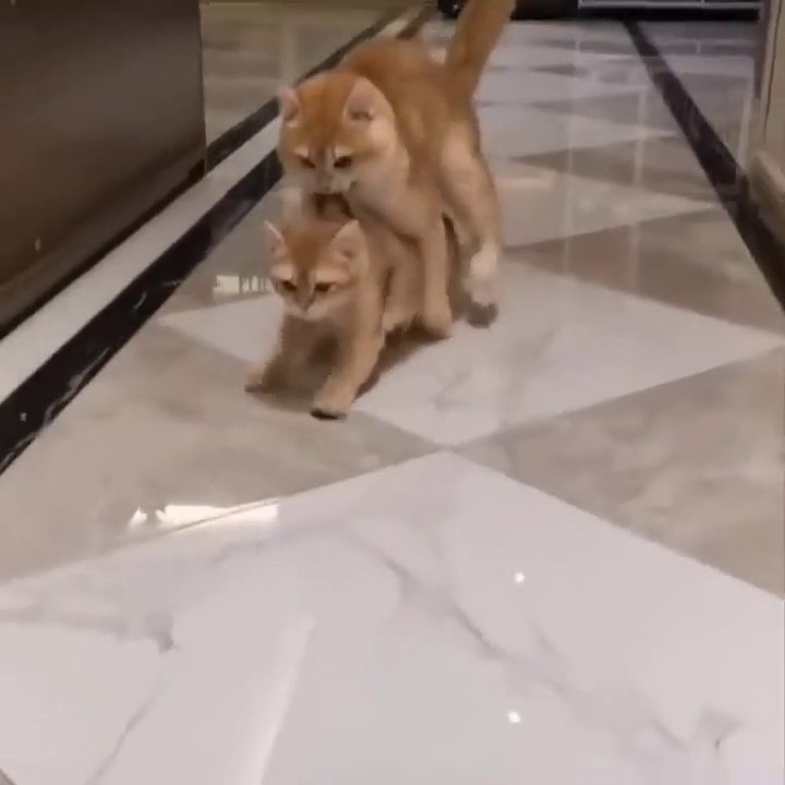 Funniest Cats  - Don't try to hold back Laughter  - Funny Cats Life