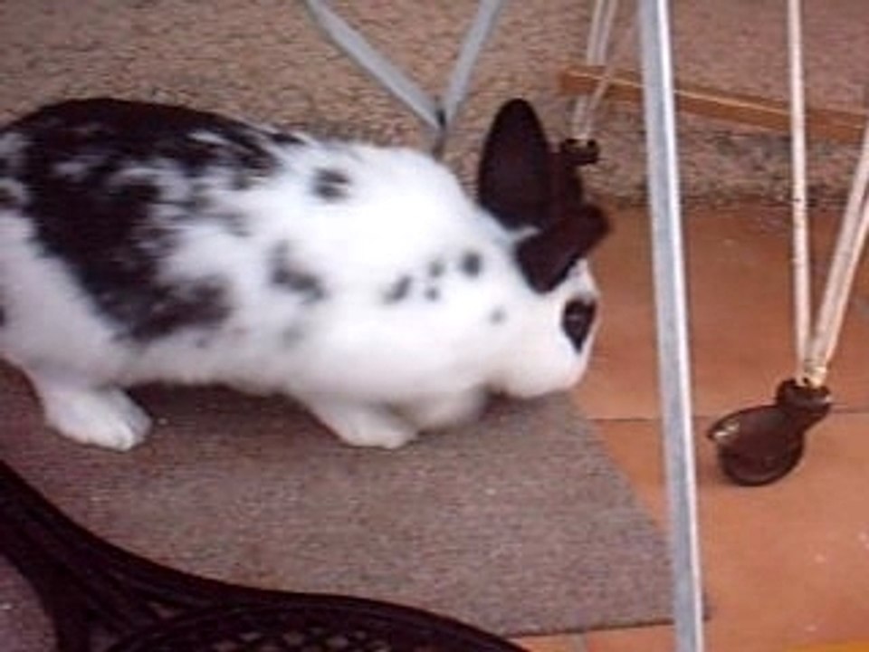 Chatouille qui range