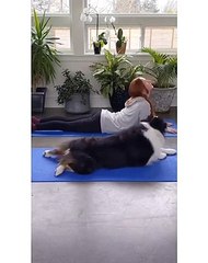 Doga: Cute Dog Doing Yoga