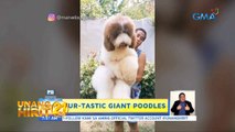 Unang Hirit: Fur-tastic Giant Poodles!