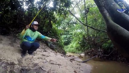 Sungai kecil di tengah hutan!! Mancing ikan di sungai hutan Kalimantan