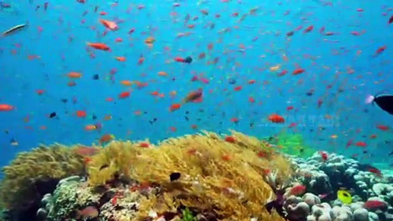Ikan Manggrove Penyu Air