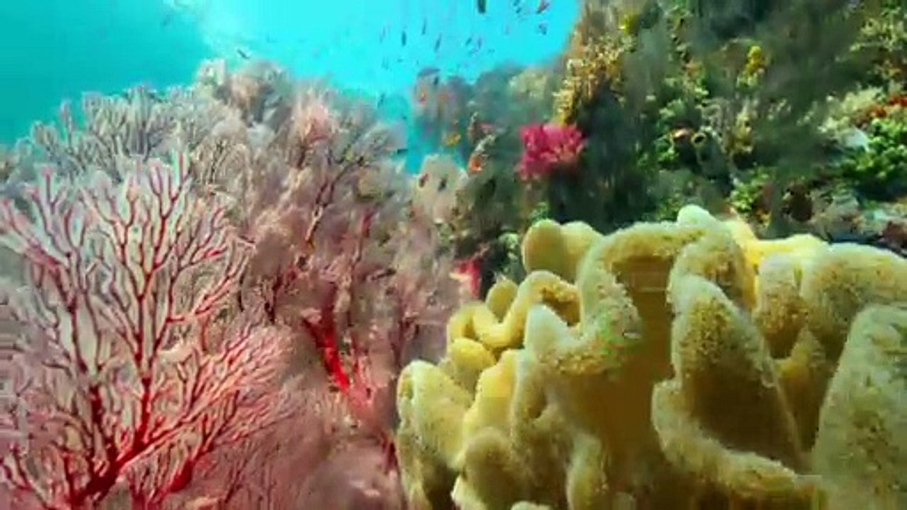 Ikan Pari Raja Ampat