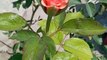 20210428_111615 A ROSE FLOWER BLOOM GREEN LEAVES PLANT NATURE BEAUTY