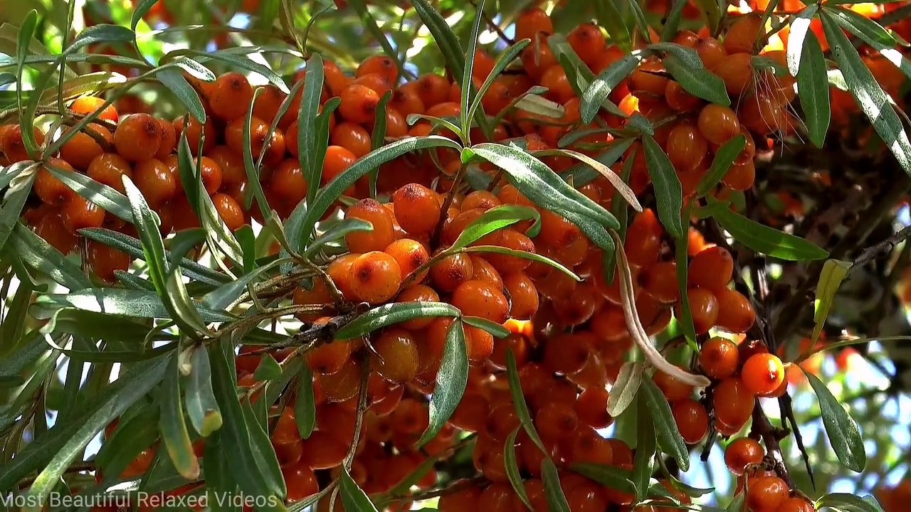 Relaxing Music With Soothing Fruits Views Restore Your Inner Peace I Relaxing Music With Fruits I