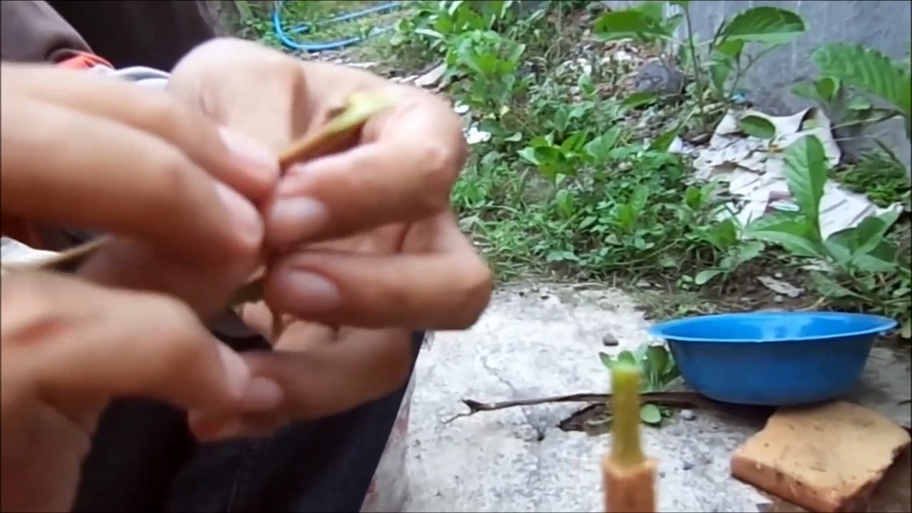 Guide on how to plant durian trees