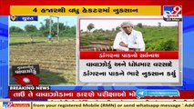 Crops destroyed due to Tauktae, Surat farmers reel under _ Tv9GujaratiNews