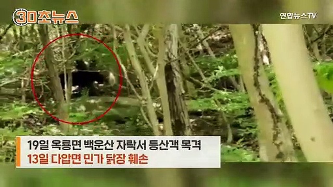 [30초뉴스] '곰 내려온다'…잇단 곰 출몰에 '식은 땀'