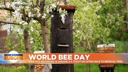 Ukrainians keep wild beekeeping tradition alive