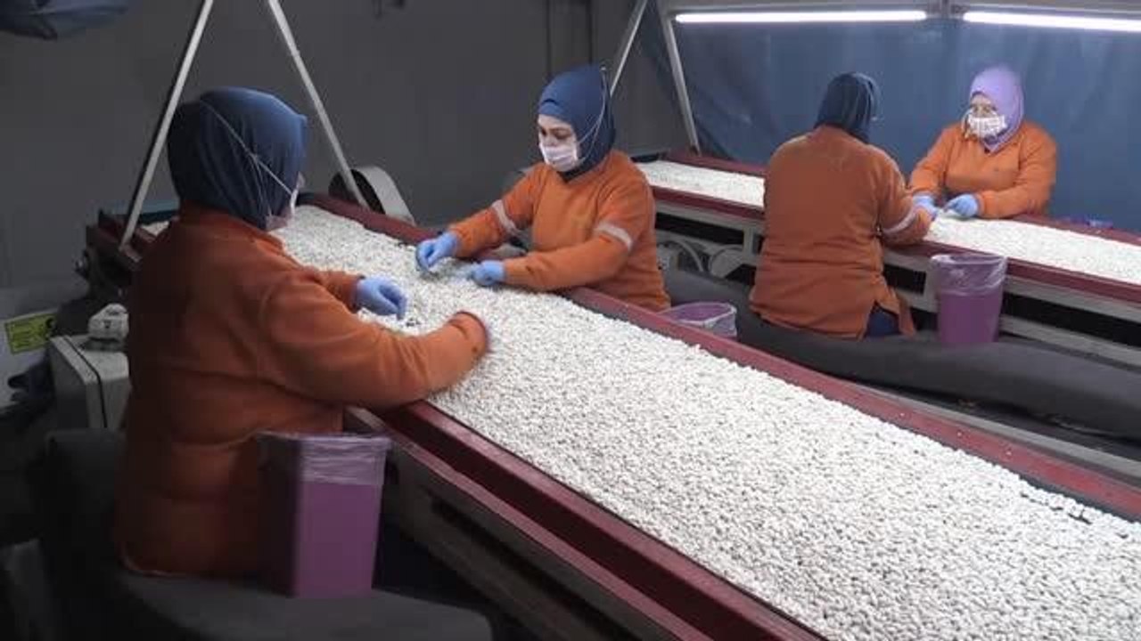 Bakliyat ve makarna sektörü, Cumhurbaşkanı Erdoğan'ın açıkladığı alım fiyatlarından memnun