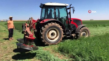 Mardin'de buğday ve mısır yerine yonca eken çiftçinin yüzü güldü
