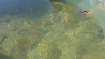 ÇANAKKALE BOĞAZI'NA 22 BİN BALIK YAVRUSU BIRAKILDI