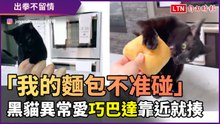 「不准動本皇的麵包！」黑貓對卡巴達異常熱愛　誰碰就打誰