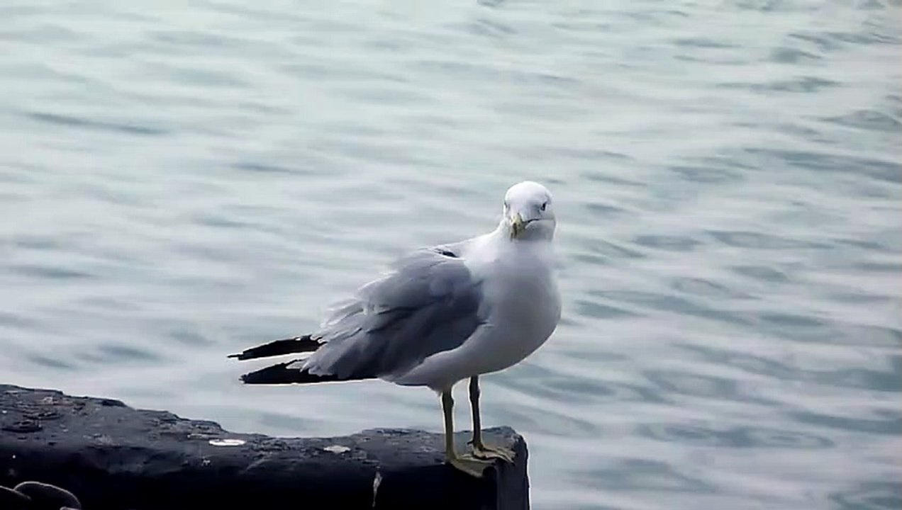 The Singing Seagull