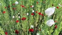 BURDUR - Beyaz haşhaşın çiçekleri ile tarlada açan gelincikler görsel şölen yaşatıyor