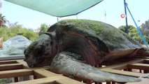 Tedavisi tamamlanan Caretta Caretta denize bırakıldı