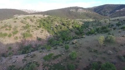 AFYONKARAHİSAR - Koruma altındaki "kızıl lale"yi koparana 80 bin 465 lira ceza