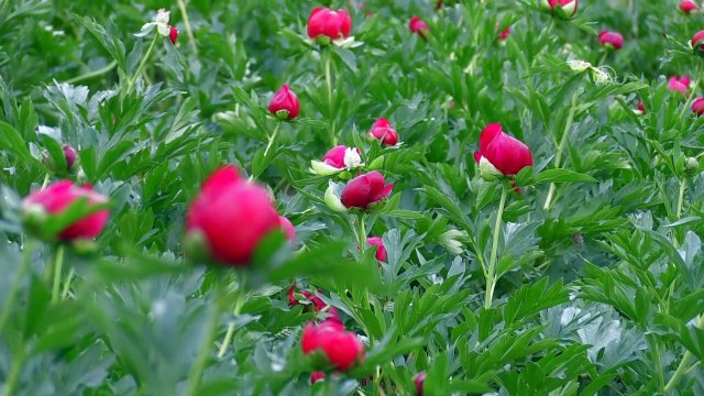 AFYONKARAHİSAR - Koruma altındaki 'kızıl lale'yi koparana 80 bin 465 lira ceza