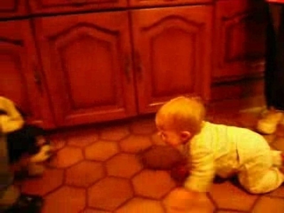 A la chasse au chien de chasse