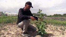 IĞDIR - Çorak toprakları kuraklığa dayanıklı alternatif yem bitkisiyle tarıma kazandırılacak