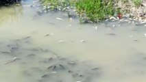 Karasu'da binlerce balık telef oldu