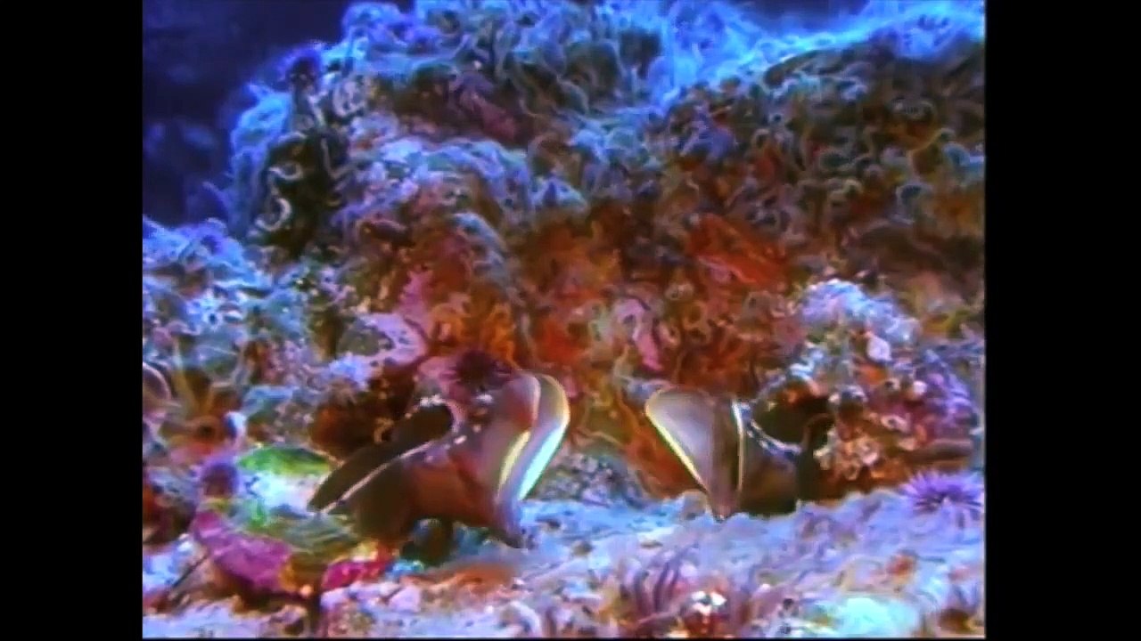 Top 10 Creepiest Deep Sea Creatures You didn't know Existed !!