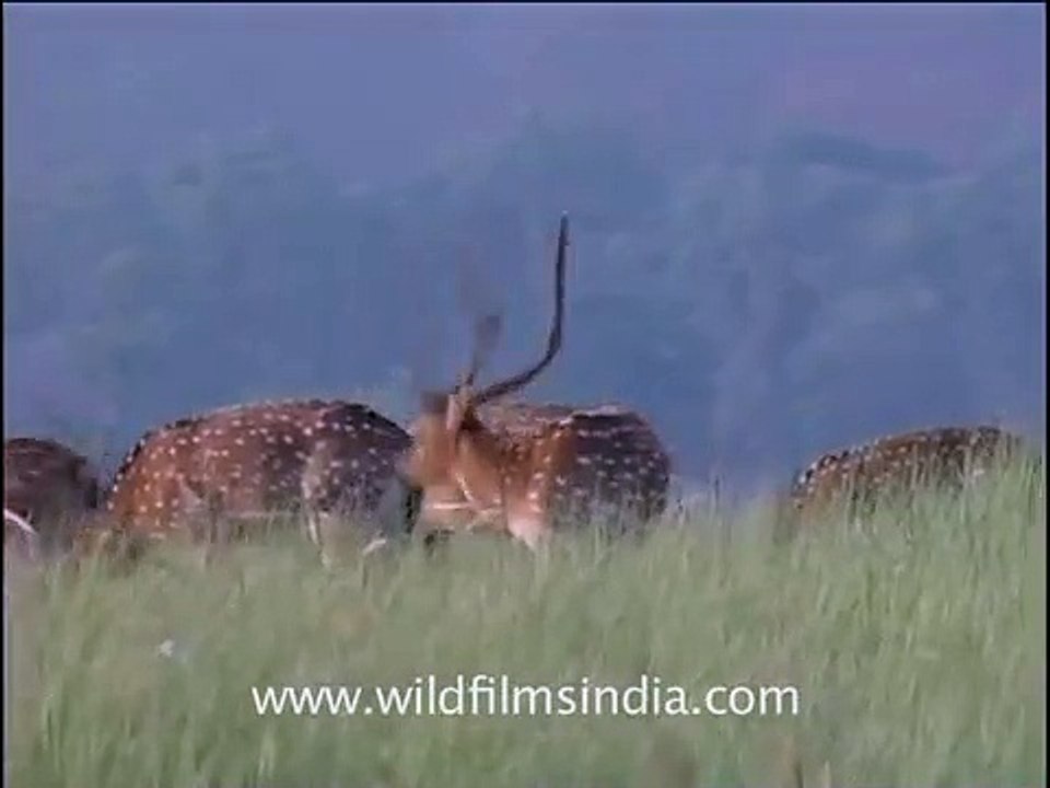 Spotted Deer grazing in a wild grassland