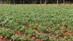 Potato agricultural farm in Karnataka