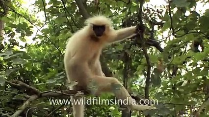 Trachypithecus geei jumping around