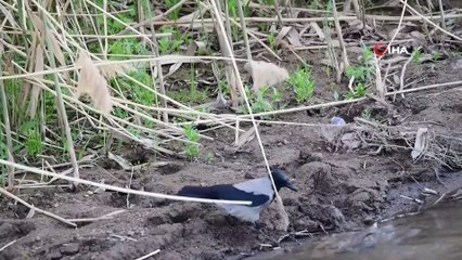 Martılardan sonra kargalar da inci kefali avında