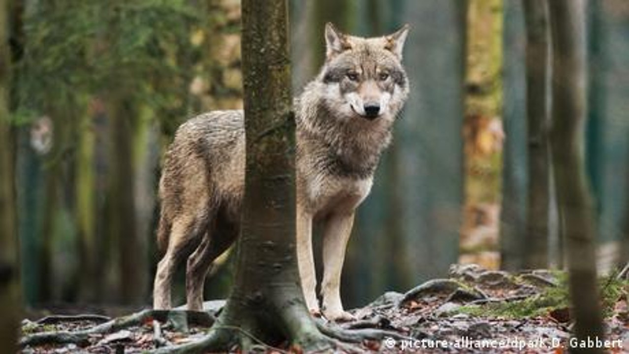Germany: Roddy, the problem wolf