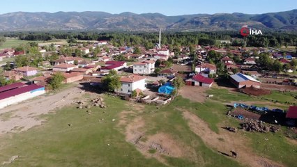 Afrika değil Tokat... 400 mandanın suya koşma anı böyle görüntülendi