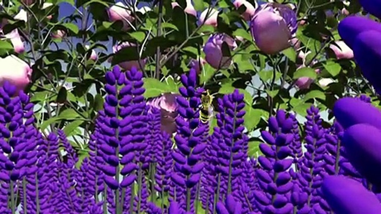 Videografik: Bienensterben