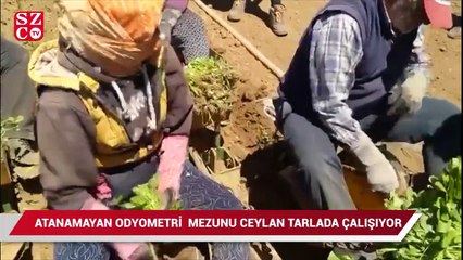 Atanamayan odyometri mezunu Ceylan tarlada çalışıyor