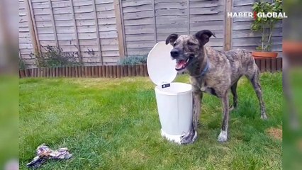 Çevreci köpeklerin takım çalışması takdir topladı