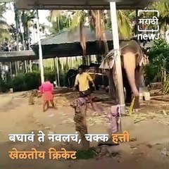 Watch This Heartwarming Video Of An Elephant Playing Cricket
