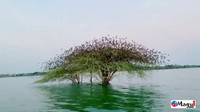 travel and birds WhatsApp status Tamil, Kadhal WhatsApp status, Kerala natural WhatsApp status ..