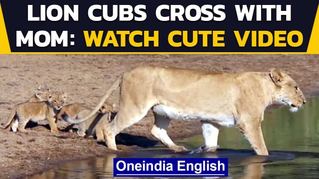 Lion cubs follow their mother while crossing waterway|Cute viral video|Oneindia News
