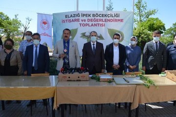 ELAZIĞ'DA, İKİNCİ KEZ İPEKBÖCEĞİ YUMURTASI DAĞITIMI YAPILDI