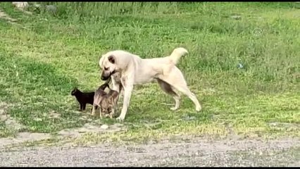 Köpek ile iki kedinin dostluğu görenleri şaşırtıyor