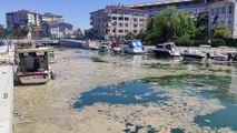İSTANBUL - Kurbağalıdere'de görülen deniz salyası, çevre kirliliği ve kokuya neden oluyor